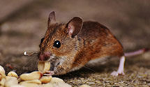24 Hour & Emergency Exterminators in Housatonic, MA